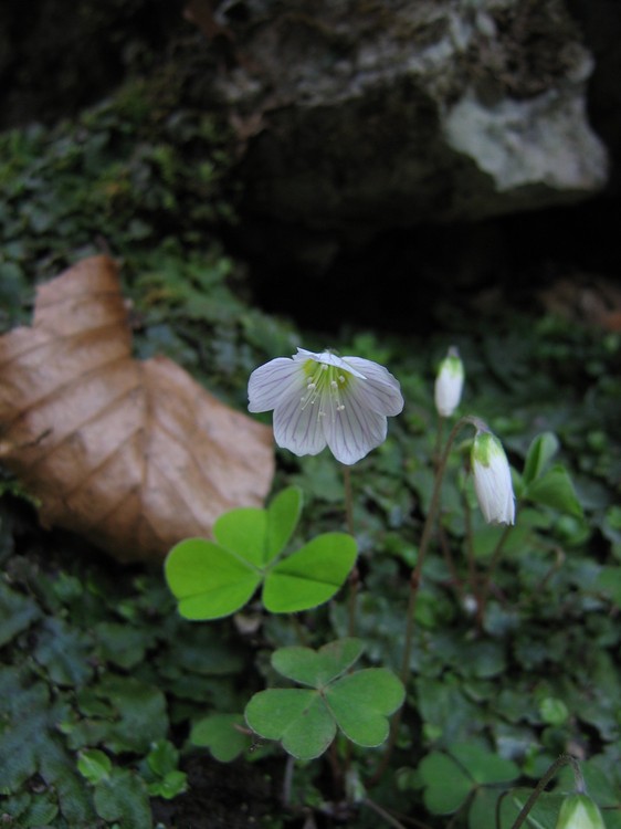 Oxalis acetosella